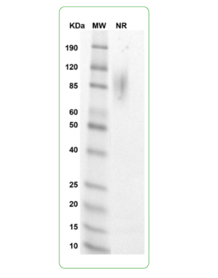 MW: Molecular Weight marker reduced condition
NR: CD28 dimer under non-reducing condition